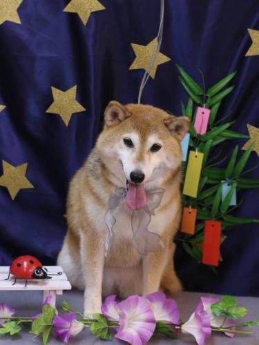 20230705こはるちゃん